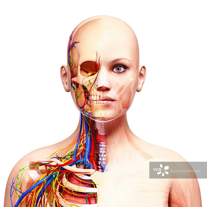 女性解剖学，电脑艺术作品。图片素材