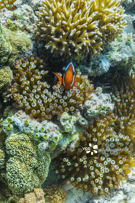 帝汶海Jaco岛水下珊瑚礁上的海葵鱼图片素材