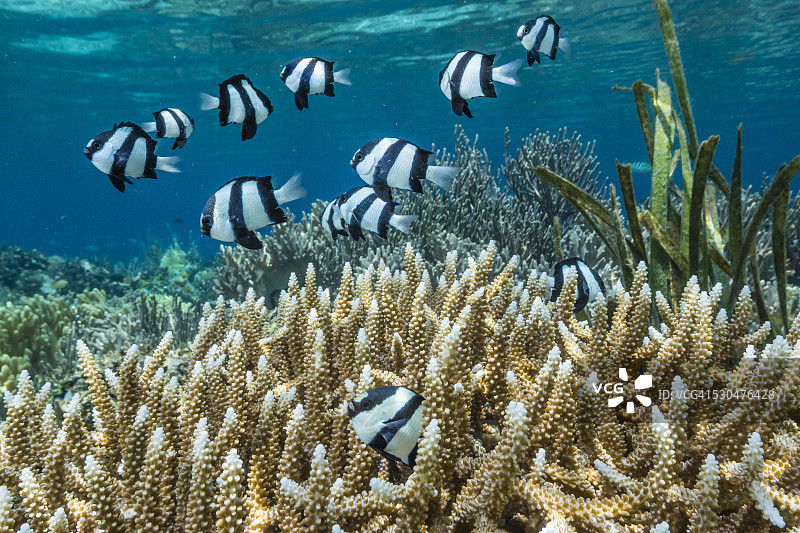 科莫多岛国家公园的豆娘鱼图片素材