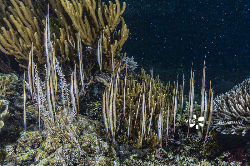 剃刀鱼群夜间在科莫多岛国家公园的 Sebayur 岛图片素材