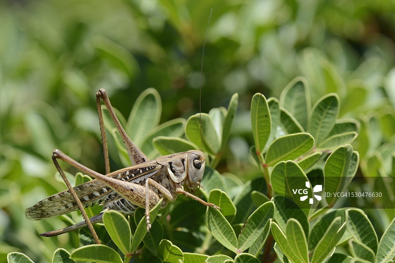 克里特岛灌木丛中的白面疣蟋图片素材