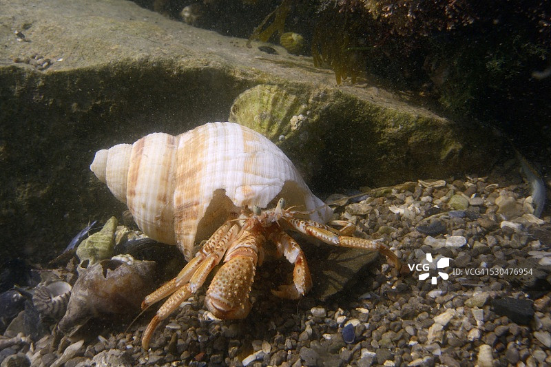岩石池中的寄居蟹和普通蛾螺壳，英国威尔士戈尔半岛，欧洲图片素材