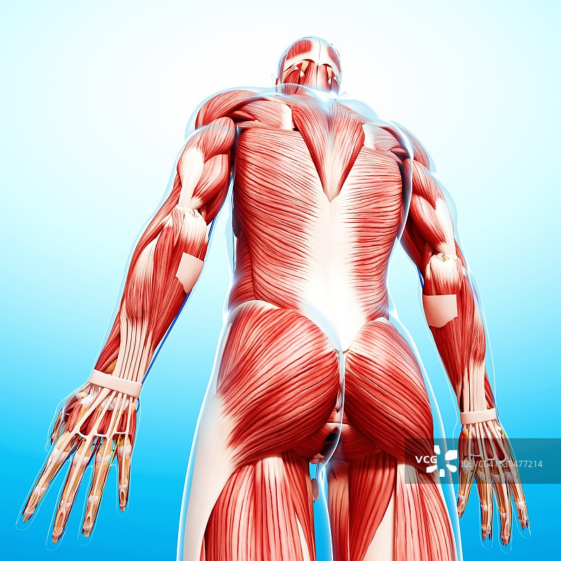 男性肌肉组织电脑艺术图图片素材