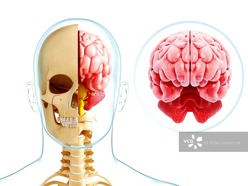 人脑解剖，电脑艺术作品图片素材