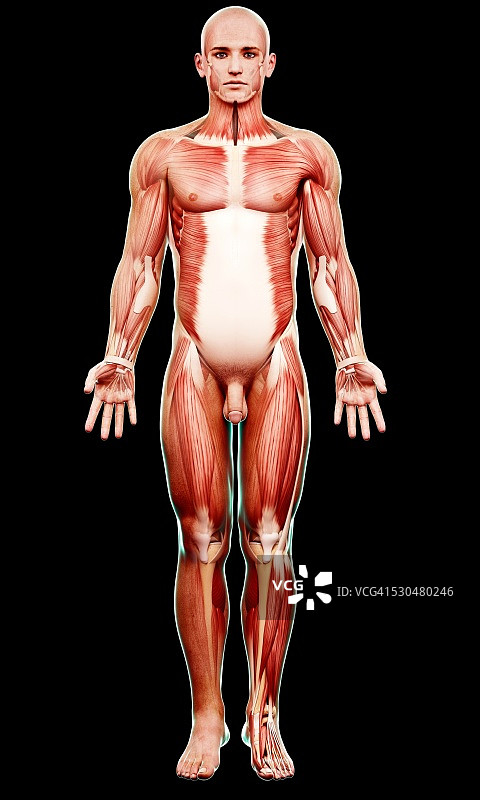 男性肌肉组织电脑艺术图图片素材