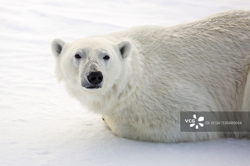 北极斯瓦尔巴群岛奥尔加海峡海冰上的成年北极熊图片素材