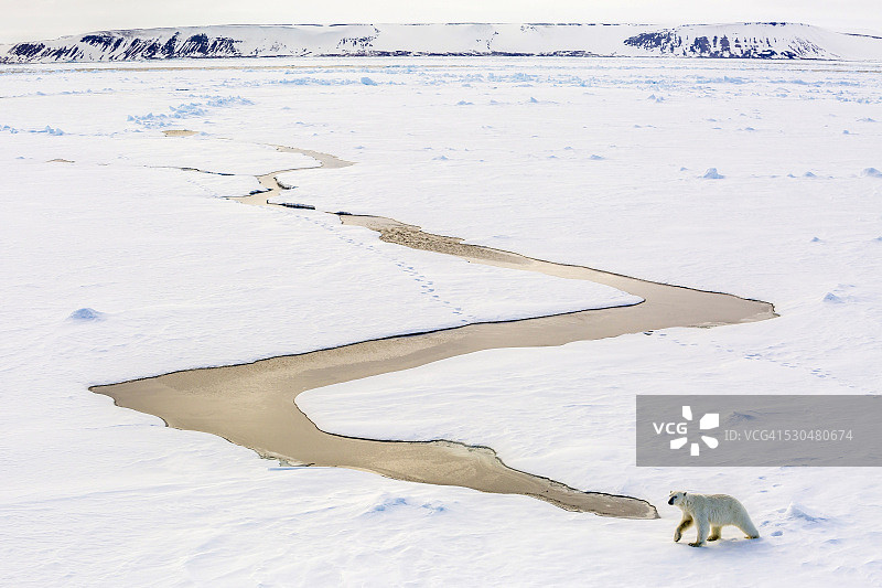 北极斯瓦尔巴群岛奥尔加海峡海冰上的成年北极熊图片素材