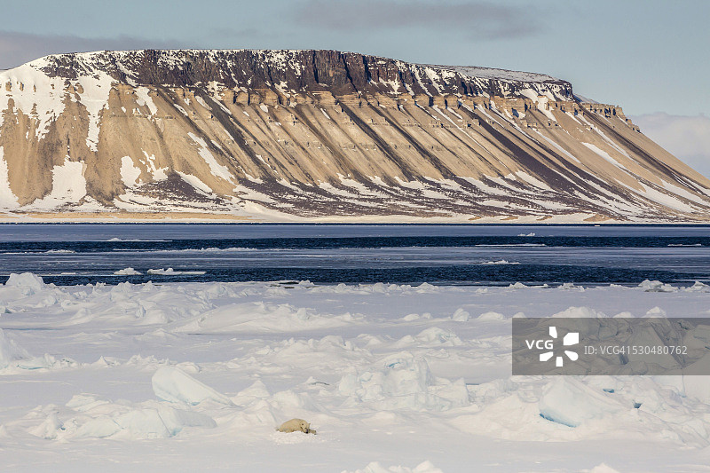 北极斯瓦尔巴群岛奥尔加海峡海冰上的成年北极熊图片素材