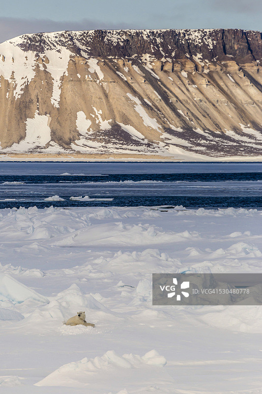 北极斯瓦尔巴群岛奥尔加海峡海冰上的成年北极熊图片素材