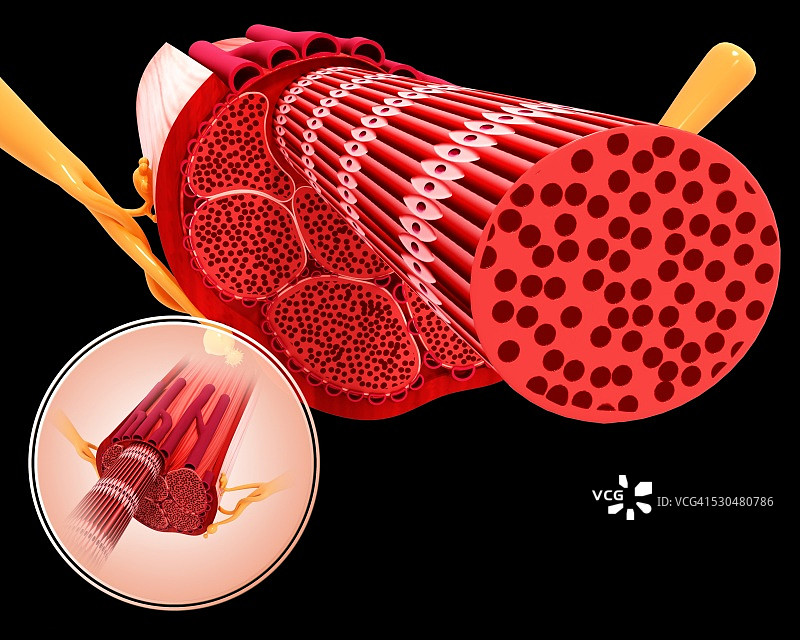 人体肌肉结构电脑图图片素材