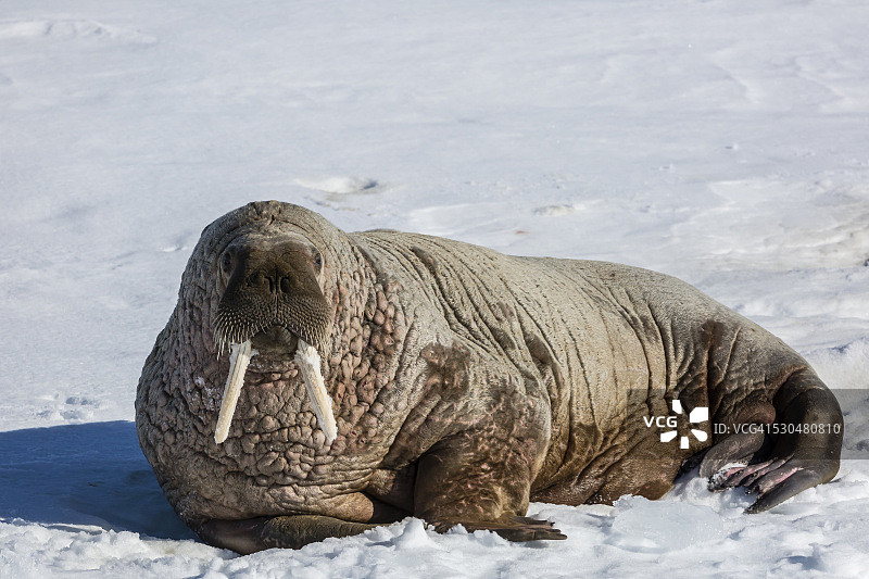 斯瓦尔巴群岛Storfjorden海冰上的成年大西洋海象图片素材