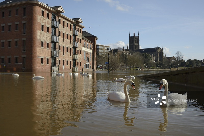 塞文河决堤淹没伍斯特后，疣鼻天鹅（Cygnus olor）在老玉米磨坊附近游泳，伍斯特，伍斯特郡，英国，欧洲图片素材