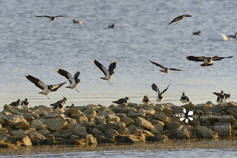 日落时分抵达石防波堤栖息的凤头麦鸡图片素材