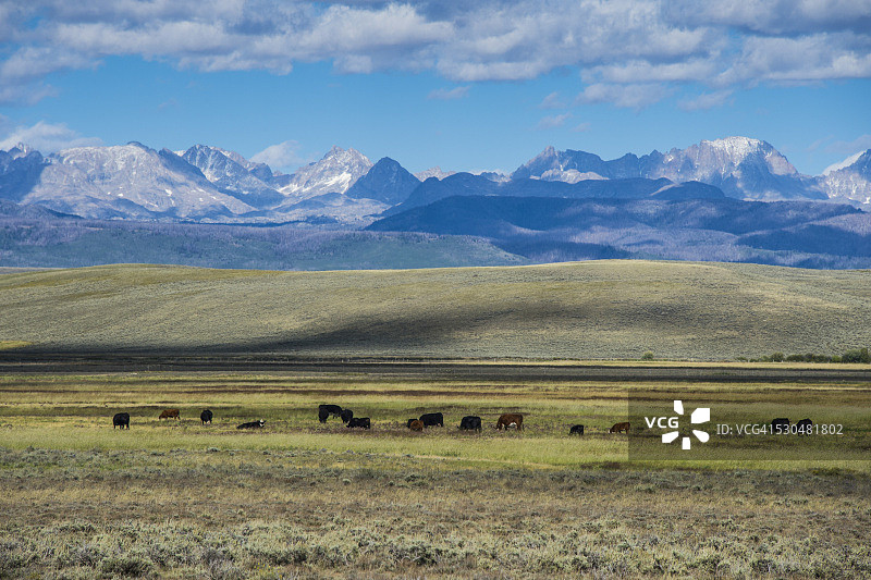 美国怀俄明州卡里布国家森林公园山前吃草的牛图片素材