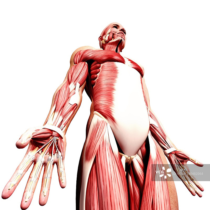 男性肌肉组织电脑艺术图图片素材
