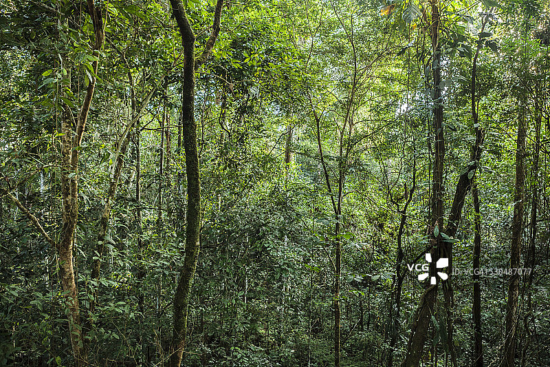 热带雨林图片素材