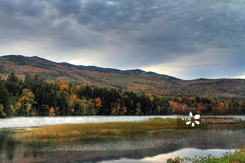 沼泽草图片素材