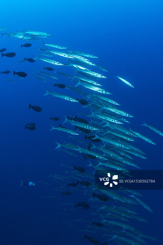 梭鱼 - 密克罗尼西亚帕劳图片素材