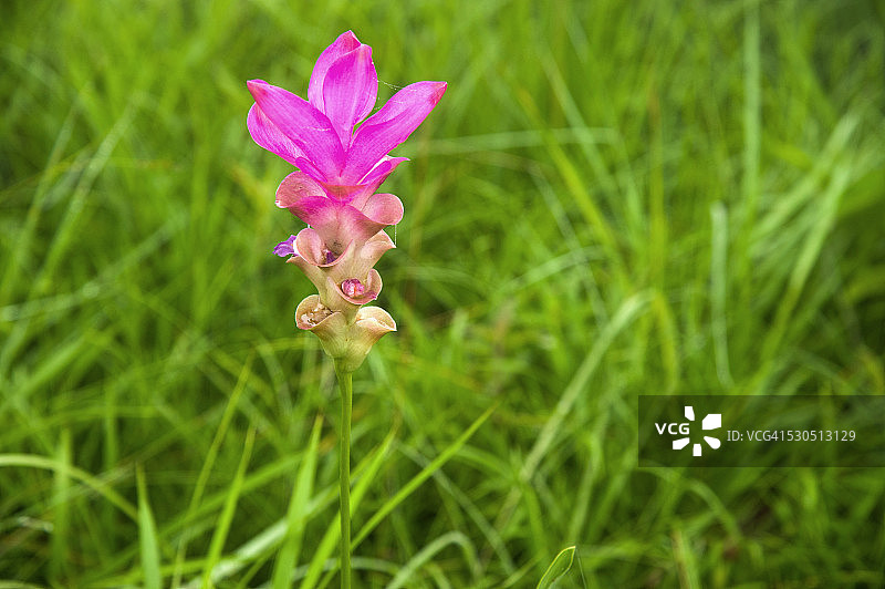 姜荷花图片素材