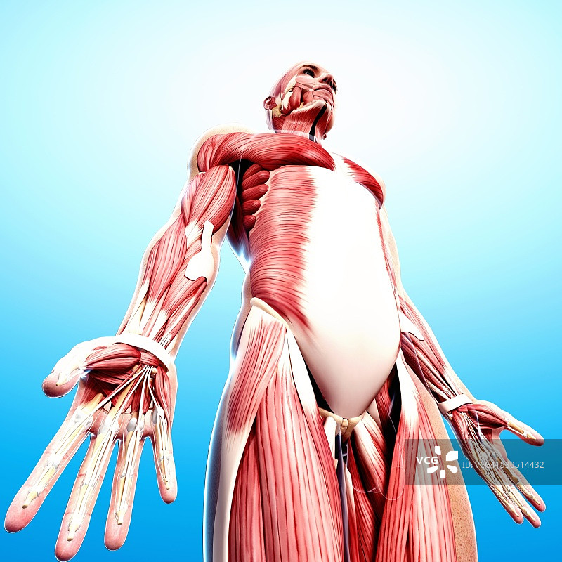 男性肌肉组织电脑艺术图图片素材