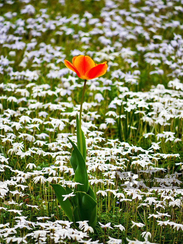 郁金香图片素材
