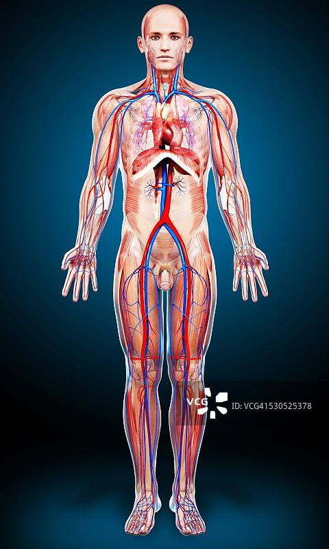 男性解剖学，电脑艺术作品。图片素材