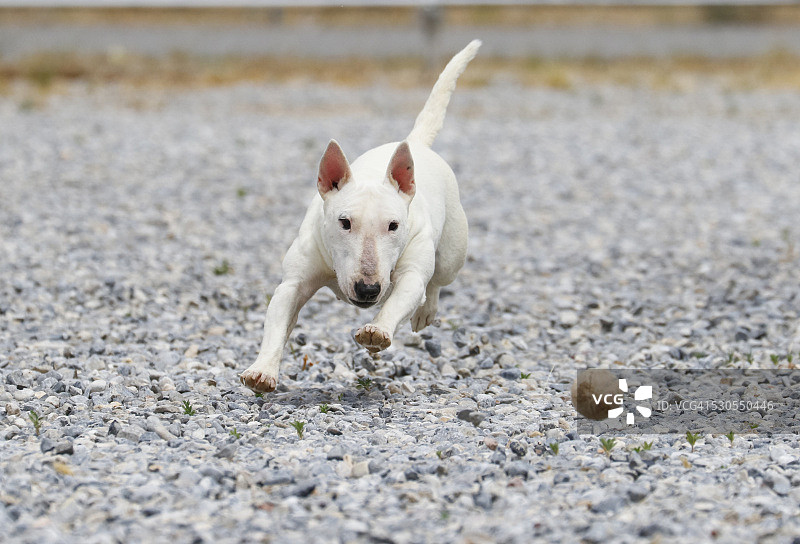 牛头梗在岩石中追逐球图片素材