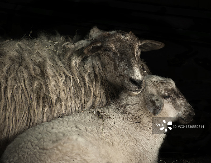 母羊和她的幼崽图片素材