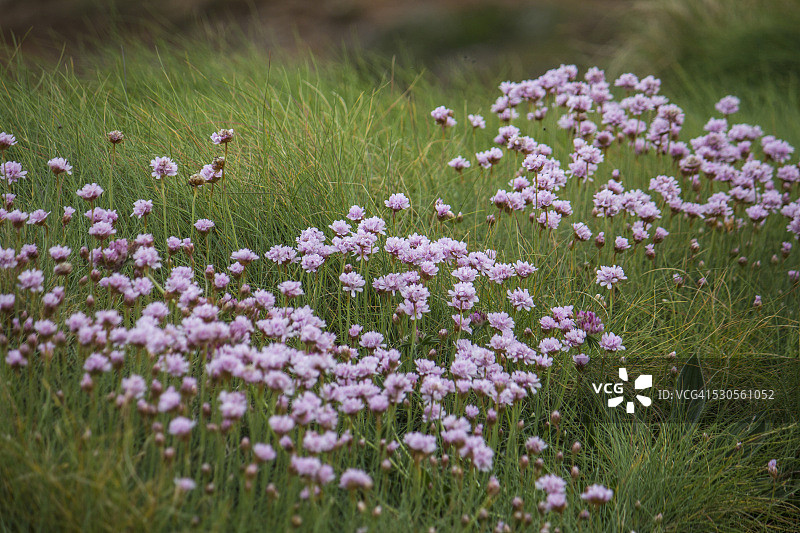 海石竹图片素材
