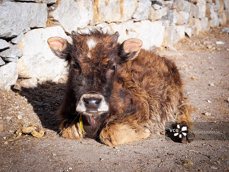 可爱小牦牛杂交牛在尼泊尔喜马拉雅山图片素材