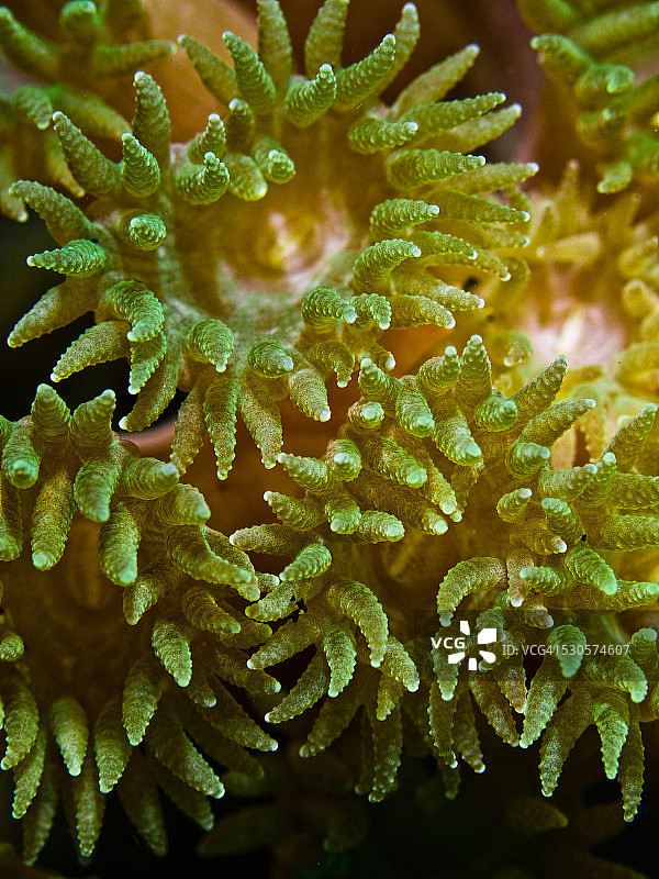 珊瑚虫图片素材