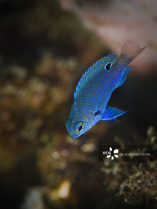 蓝色雀鲷图片素材