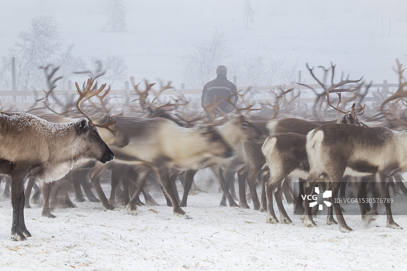 驯鹿图片素材
