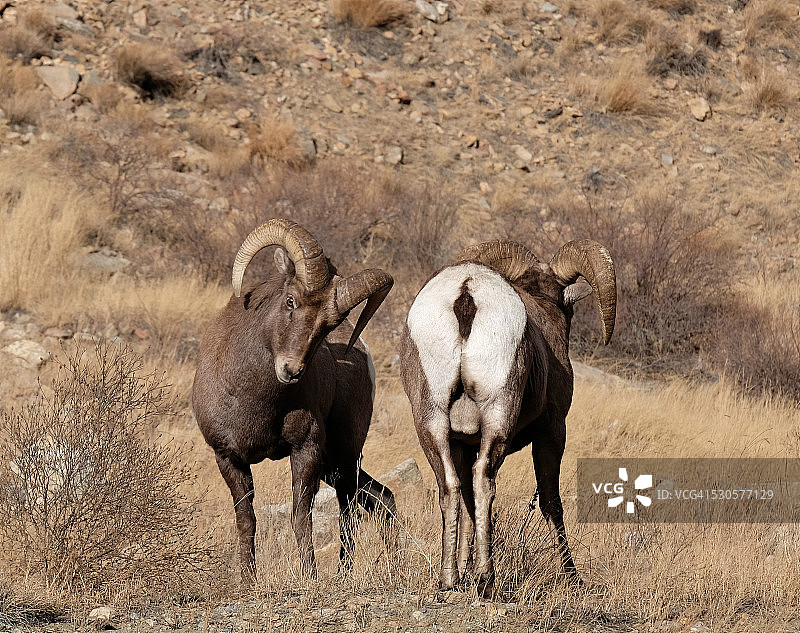 竞争中的大角羊图片素材