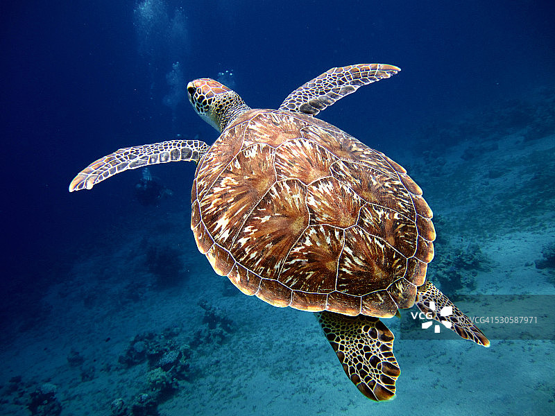 带美丽外壳的游泳海龟图片素材