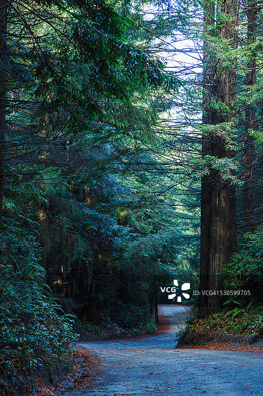 红杉国家公园的森林道路图片素材