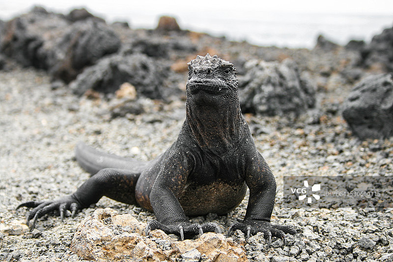 加拉帕戈斯群岛海鬣蜥图片素材