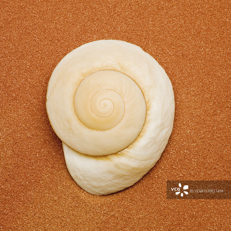 海螺贝壳图片素材