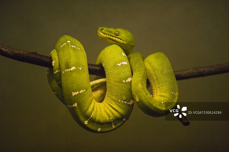 多伦多动物园的绿树蟒图片素材