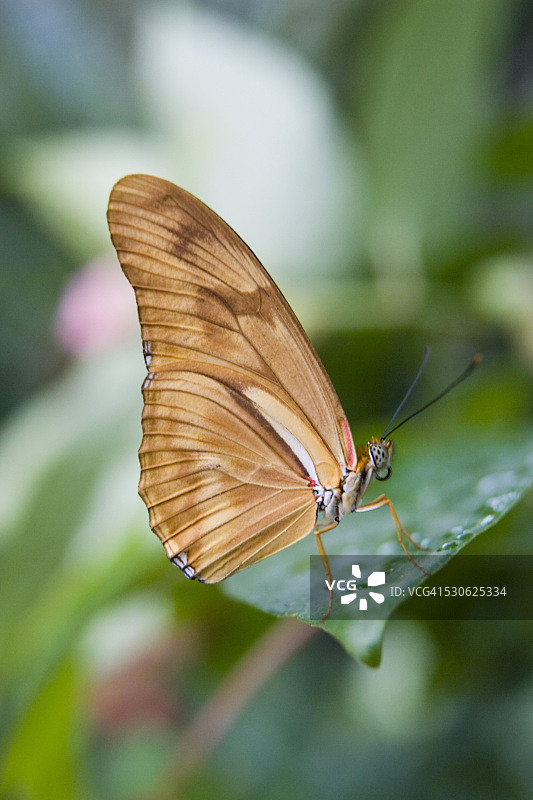 在加拿大安大略省尼亚加拉瀑布尼亚加拉蝴蝶温室，茱莉亚蝴蝶（Dryas Iulia）栖息在树叶上图片素材