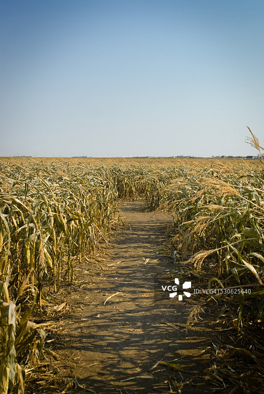 秋季：玉米迷宫小路，萨斯喀彻温省里贾纳郊外图片素材