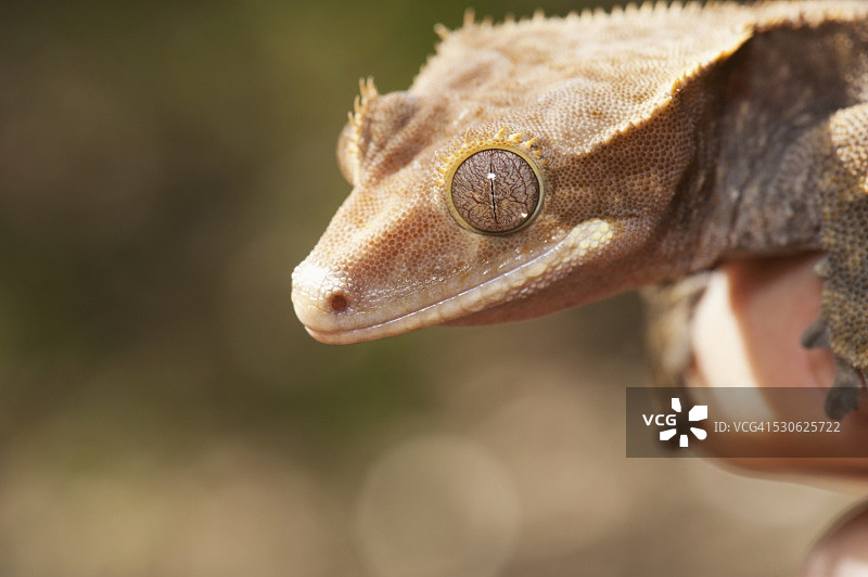 睫角守宫；美国加利福尼亚州图片素材