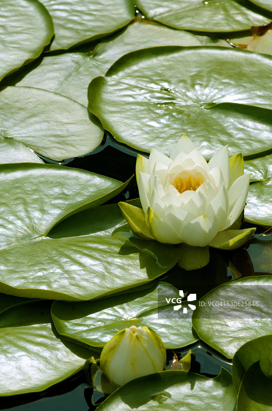 池塘中的睡莲图片素材