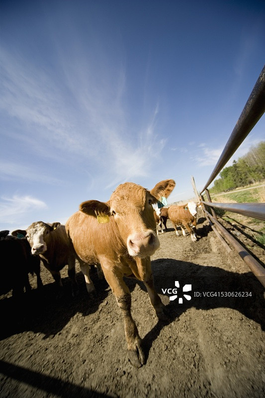 牛群图片素材