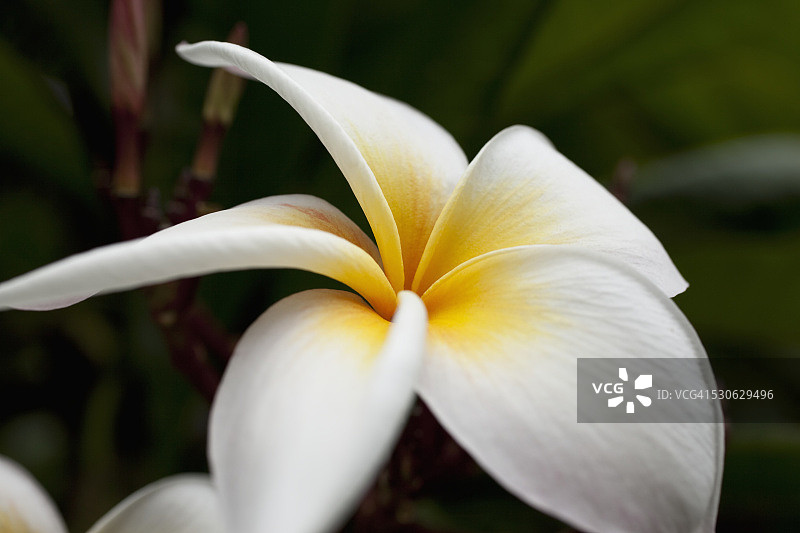 美国夏威夷檀香山可可火山口植物园的黄色和白色鸡蛋花特写图片素材