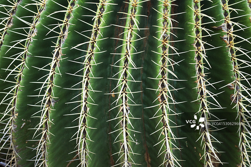 可可火山口植物园的桶形仙人掌刺特写；美国夏威夷瓦胡岛檀香山图片素材