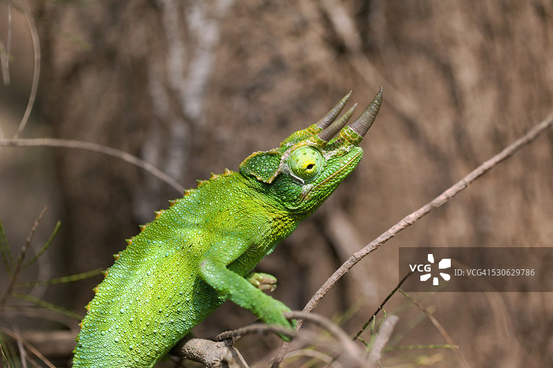 杰克逊变色龙在铁木树枝上；美国夏威夷岛图片素材
