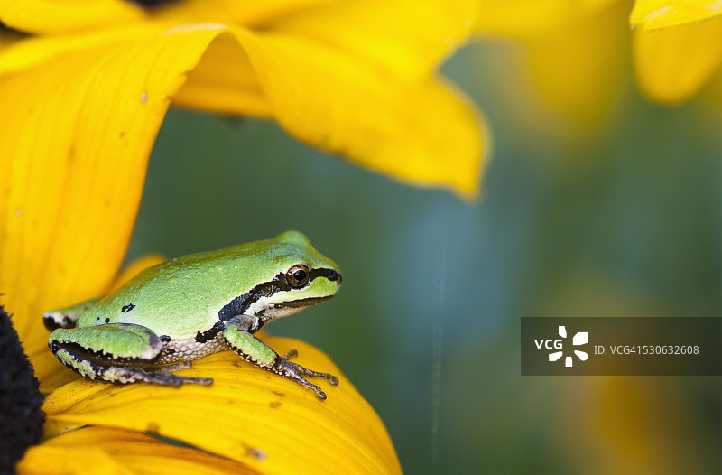 太平洋树蛙在金光菊上捕食昆虫；美国俄勒冈州阿斯托利亚图片素材