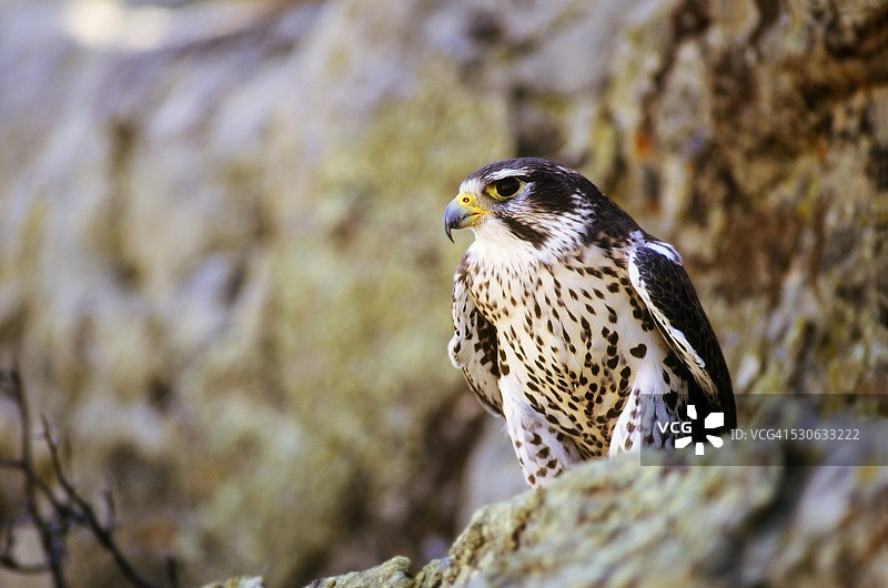 岩石壁架上的草原猎隼图片素材