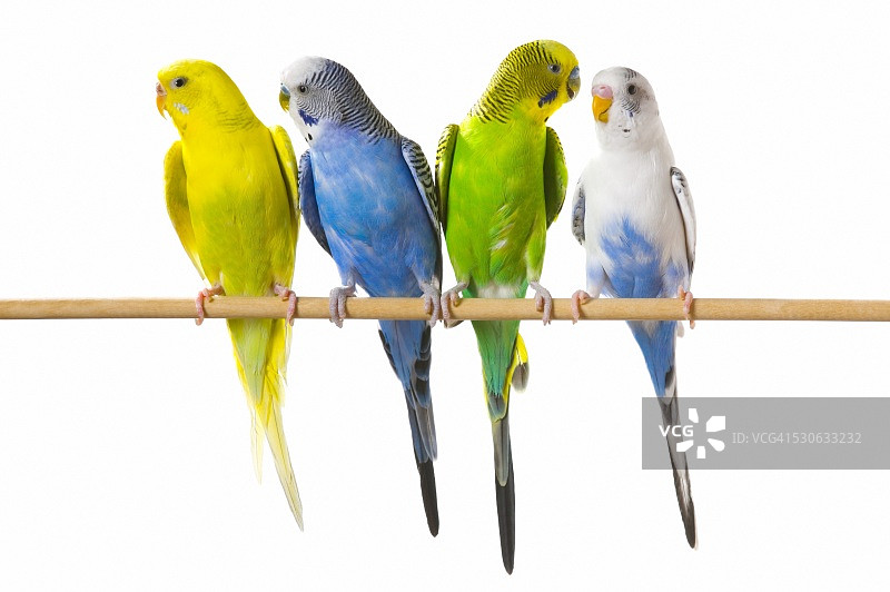 栖息在树枝上的鹦鹉图片素材